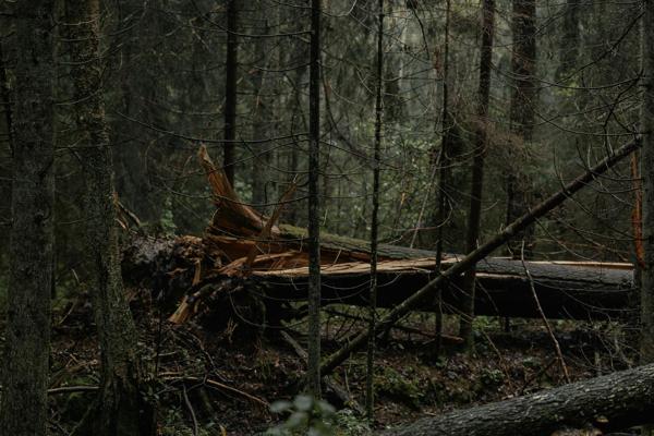 Comment reconnaître un arbre dangereux sur votre terrain?